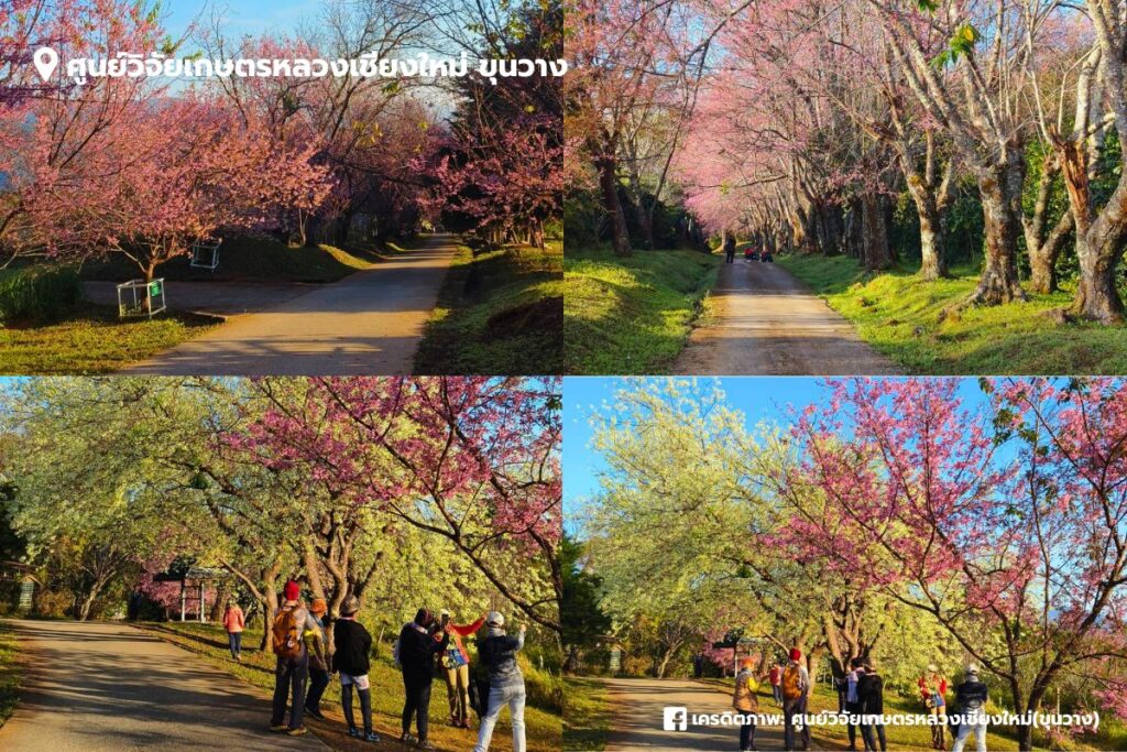 ศูนย์วิจัยเกษตรหลวงเชียงใหม่ ขุนวาง