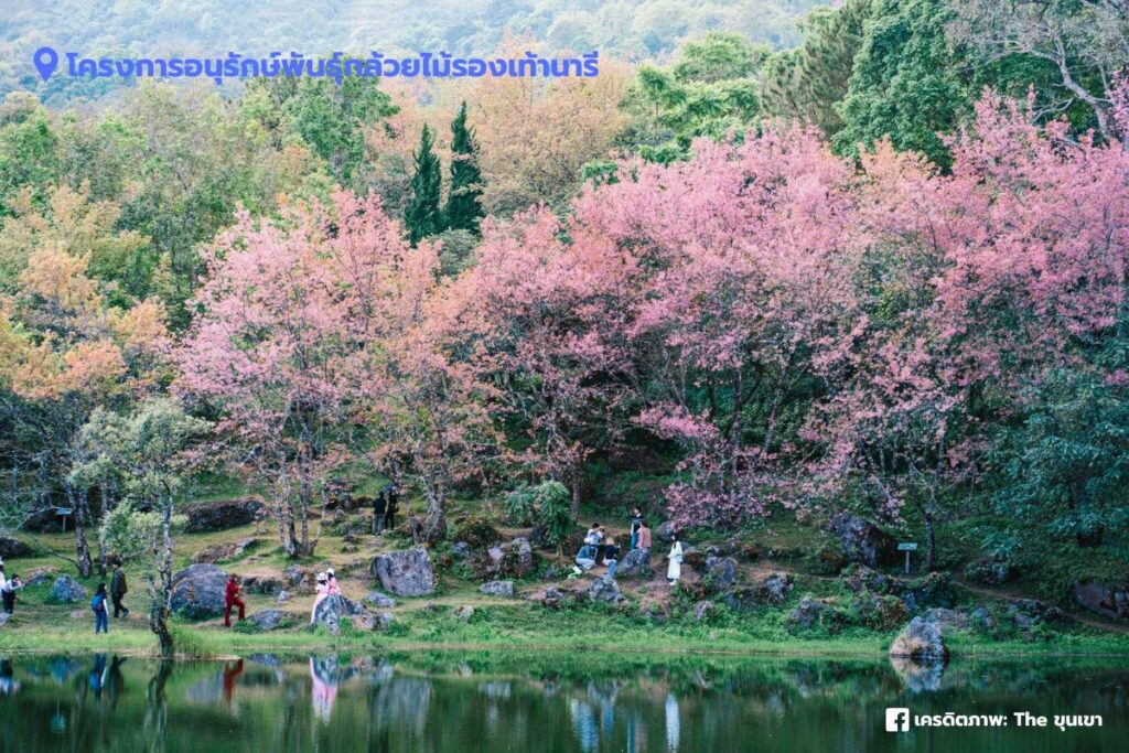โครงการอนุรักษ์พันธุ์กล้วยไม้รองเท้านารี ดอยอินทนนท์