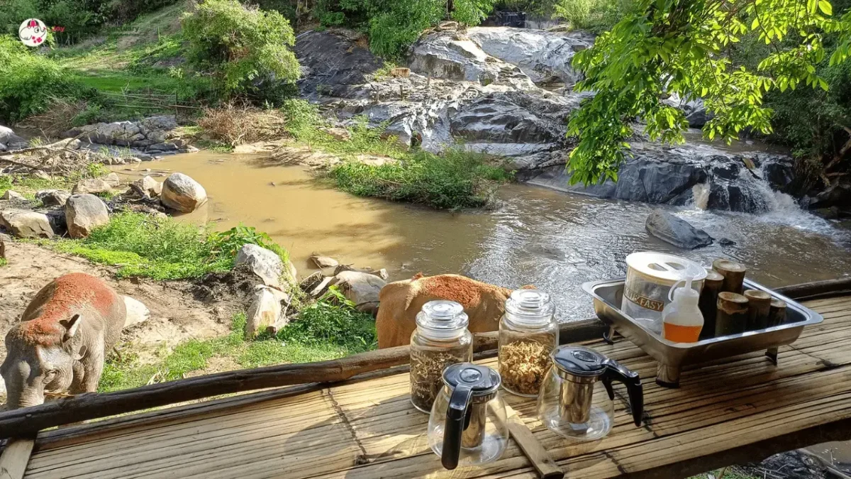 Joy Elephant Sanctuary1_image Joy Elephant Sanctuary1_image