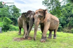 Joy Elephant Sanctuary2_image