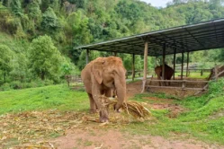 Joy Elephant Sanctuary3_image